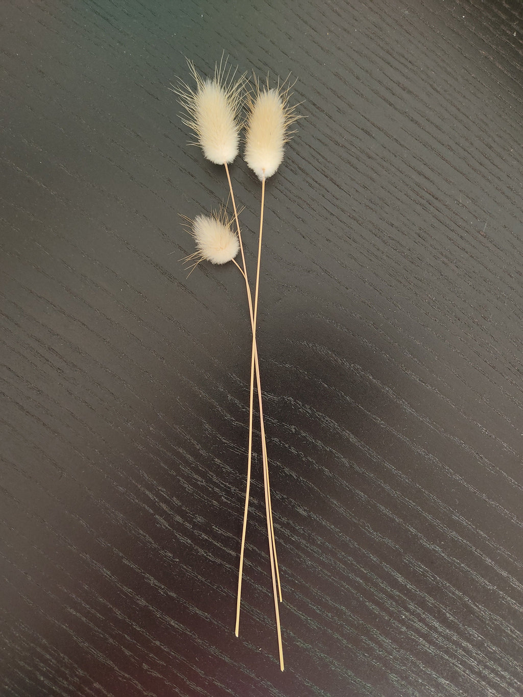 Lagurus, queue de lapin, fleurs séchées