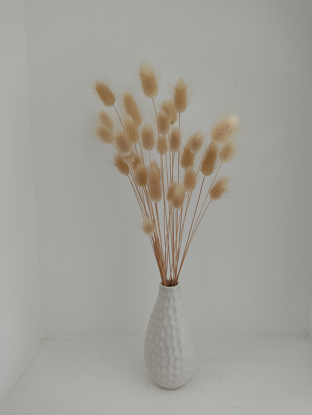 Lagurus, queue de lapin, fleurs séchées