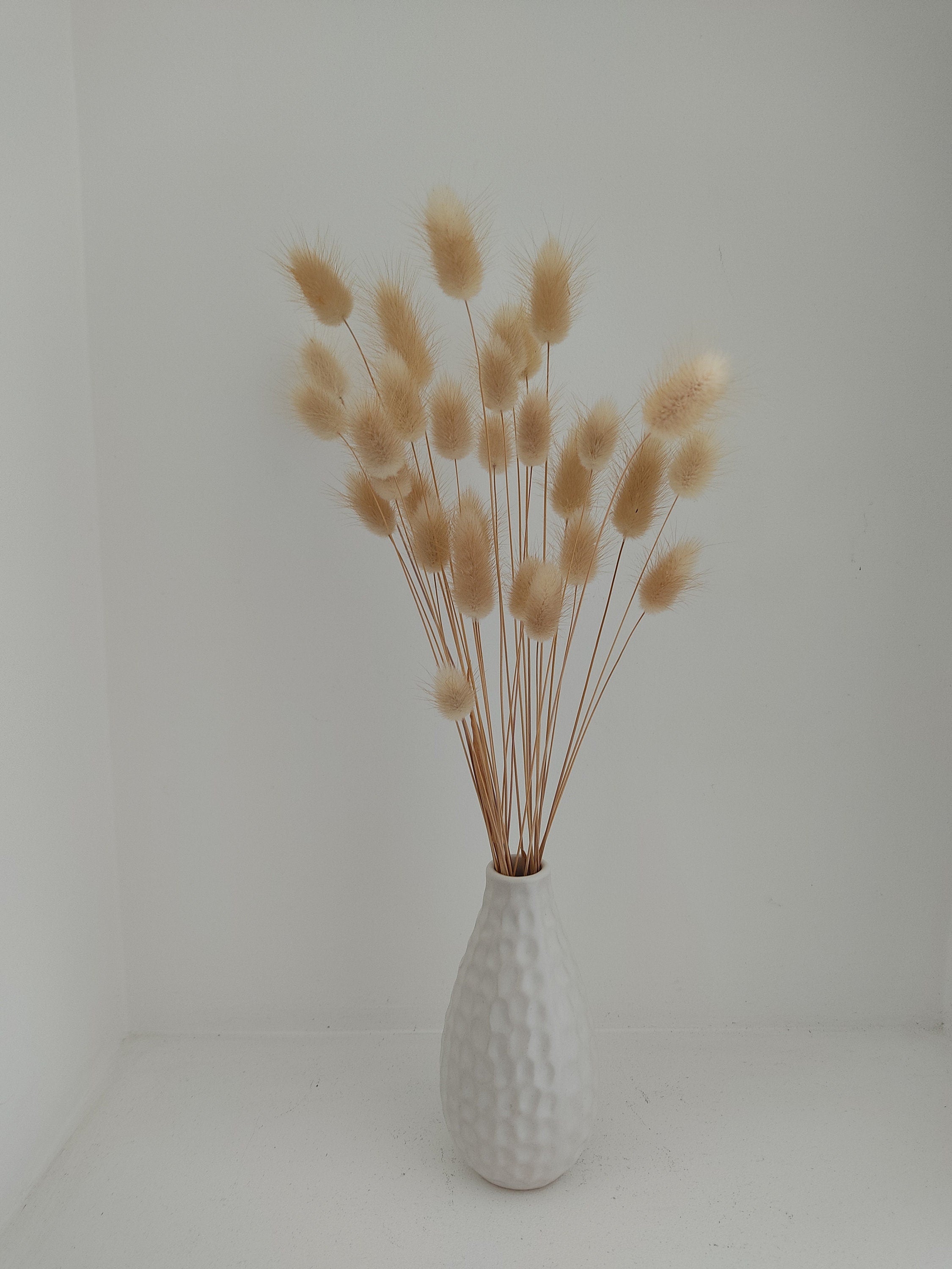 Lagurus, queue de lapin, fleurs séchées