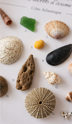 Cadre Coquillages Personnalisé - Vos Souvenirs de Plage